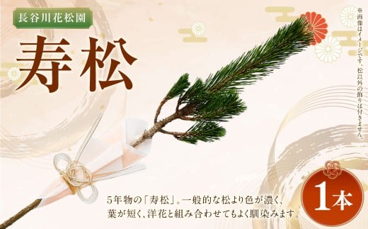 【2025年10月上旬~2026年3月下旬迄発送予定】寿松 1本 松 5年物 ハウス栽培 お正月 お祝い 引き出物 御中元 プレゼント