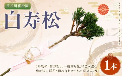 【2025年10月上旬~2026年3月下旬迄発送予定】白寿松 1本 寿松 松 5年物 ハウス栽培 お正月 お祝い 引き出物 御中元 プレゼント