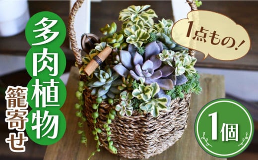 多肉 植物 籠寄せ カズラ かご 福岡 八女 観葉植物 多肉植物 インテリア 鉢植え 園芸用品 室内栽培 プレゼント ギフト 母の日 広川町 / plantsfunshopnatur [AFAT002]