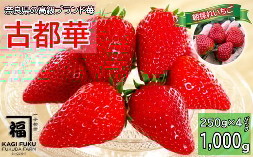 CA-10.【数量限定】サイズおまかせ 古都華4パック