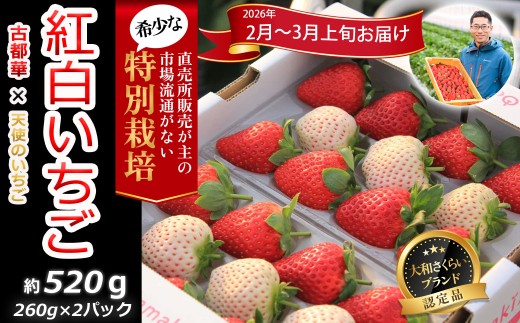 M-BA15.【2月~3月上旬発送】減農薬紅白いちご「古都華&白いちご」2パック 特別栽培農産物