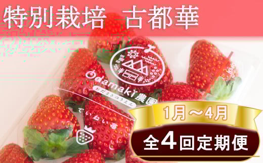 M-G1.【1月～4月定期便】減農薬いちご「古都華」2パック 特別栽培農産物