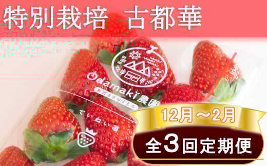 M-EH2.【12月~2月定期便】減農薬いちご「古都華」2パック 特別栽培農産物