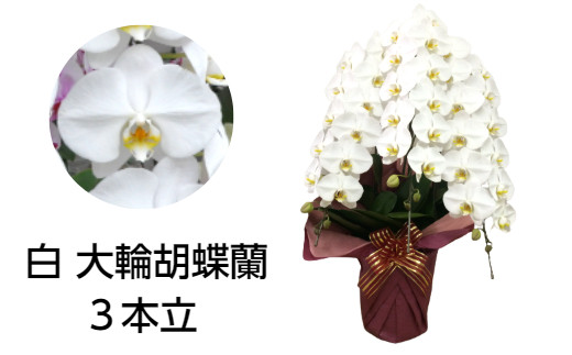 99 胡蝶蘭 3本立(A99-2)