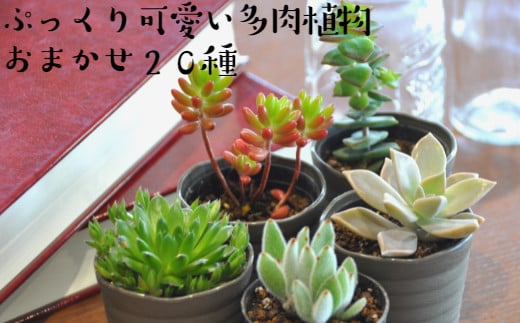 おまかせ多肉植物詰め合わせ(20種)(A160-1)