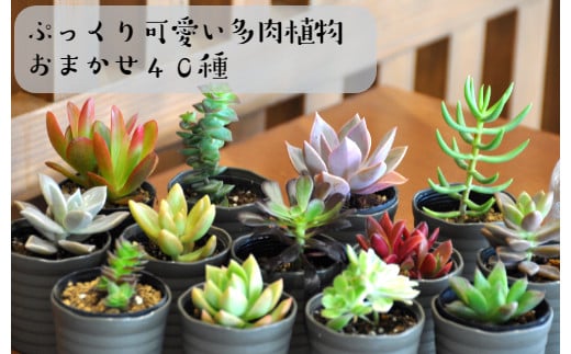 おまかせ多肉植物詰め合わせ(40種)(A161-1)