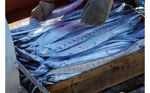 紀州 太刀魚 ドラゴンサイズ（１ｋｇ以上）(A296-1)