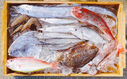 漁師の鮮魚箱(約3kg)(A889-3)