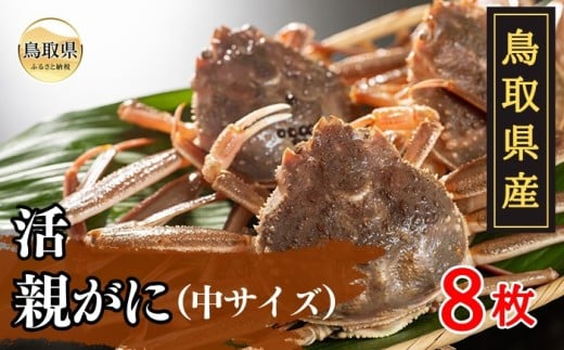 D24-021 鳥取県産 活親がに【期間限定】 鳥取県 おすすめ ズワイガニ