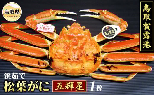 F24-005 鳥取賀露港 浜茹で松葉がに 五輝星【期間限定】 鳥取県 おすすめ ボイル 松葉かに ズワイガニ