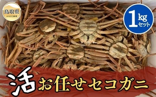 D24-111 【魚倉】活お任せセコガ二 1kgセット【期間限定】 鳥取県 おすすめ ズワイガニ