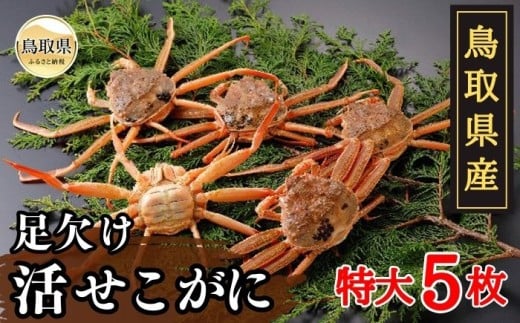 D24-044 鳥取県産 足欠け活せこがに(特大5枚)【期間限定】 鳥取県 おすすめ ズワイガニ