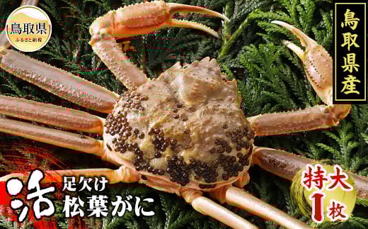 E24-016 鳥取県産　活足欠け松葉がに【期間限定】 鳥取県 おすすめ 松葉かに ズワイガニ