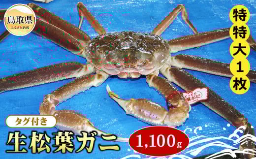 F24-074 【魚倉】タグ付き生松葉ガニ 特特大 約1,100g【期間限定】 鳥取県 おすすめ 松葉かに ズワイガニ