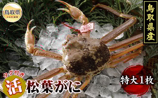 F24-078 鳥取県産　活松葉がに【期間限定】 鳥取県 おすすめ タグ付 松葉かに ズワイガニ
