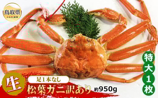 E24-048 【魚倉】足1本なし生松葉ガニ訳あり 特大 約950g【期間限定】 鳥取県 おすすめ 松葉かに ズワイガニ
