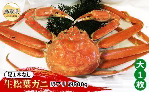 E24-098 【魚倉】足1本なし生松葉ガニ訳あり 大 約800g【期間限定】 鳥取県 おすすめ 松葉かに ズワイガニ