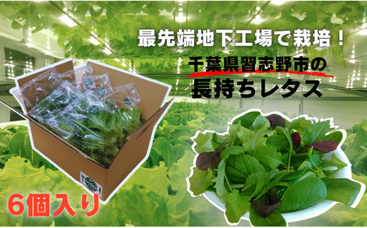 \地下工場から生まれた/水耕栽培の長持ち新鮮レタス!2種詰め合わせ(計6個)