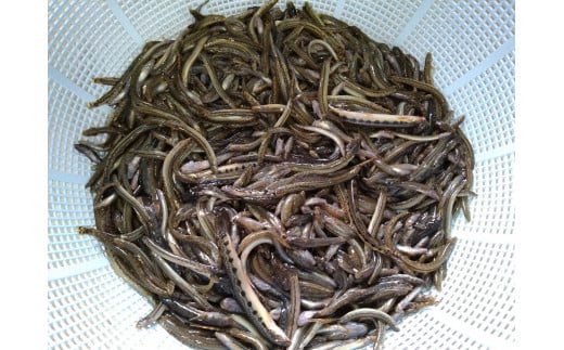 【G0033】長良川の天然アジメドジョウ・チチコ500g 食品  魚介類 水産加工品  その他水産物  その他 15000円