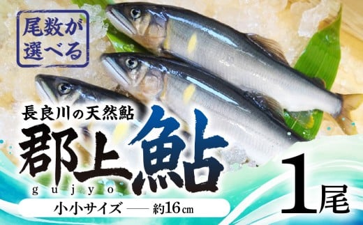 【尾数が選べる】郡上鮎 長良川の天然鮎 小小サイズ(約16ｃｍ) 1尾 / 食品 魚介類 水産加工品 その他水産物 鮎 アユ 5000円 G0074a