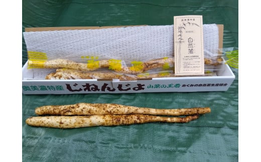 【G0187】郡上奥美濃 自然薯 食品  野菜 きのこ  その他野菜  山芋 自然薯 15000円