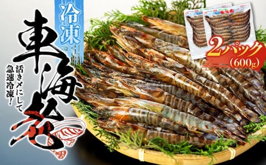 鹿児島県産 活き〆冷凍 車海老(養殖)Mサイズ計600g(300g 17~20尾×2パック)セット