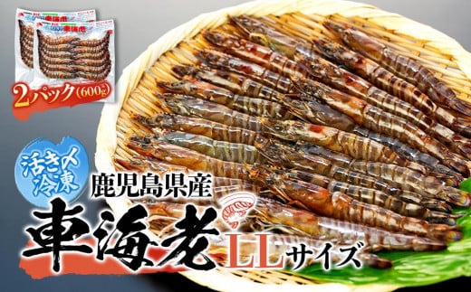 鹿児島県産 活き〆冷凍 車海老(養殖)LLサイズ 計600g(300g 10~12尾×2パック)セット