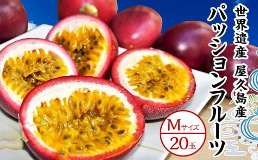 【2026年発送先行受付】絶品パッションフルーツM玉(20玉)“屋久島の恵み”と“愛情”込めて!【パッションフルーツ パッション フルーツ 果物 くだもの お取り寄せ 期間限定 数量限定 人気 おすすめ 鹿児島県 屋久島町 NP19】