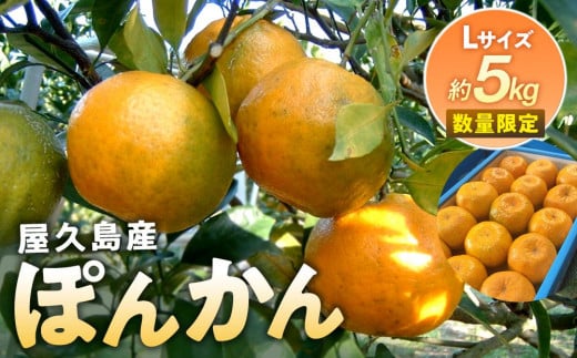 2025年 屋久島産 ぽんかん 約5kg・Lサイズ<先行予約/数量限定>