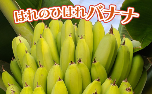 はれのひはれバナナ [No.384] ／ ばなな 果物 完全無農薬 岐阜県