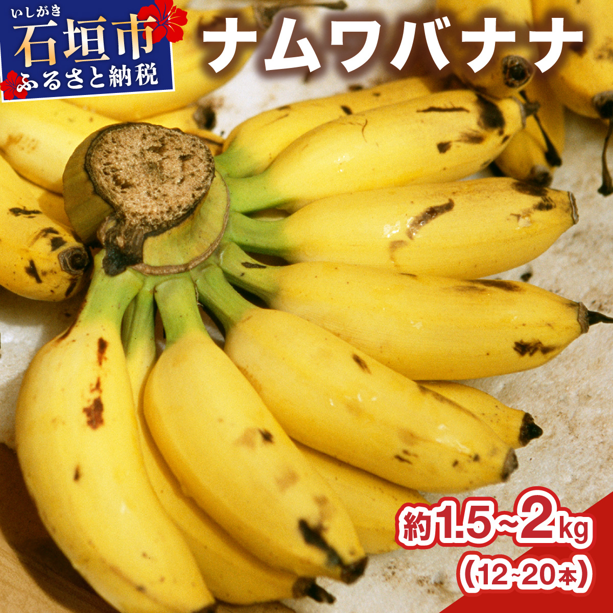 ≪2026年4～10月順次発送≫ 石垣島産 希少な国産『ナムワバナナ』を贅沢に1房丸ごと約1.5-2kg（12-20本）| 沖縄 石垣 バナナ フルーツ 果物 南国フルーツ 国産 TF-102_R8