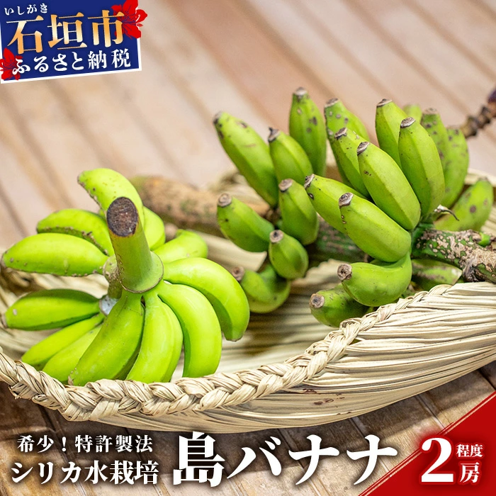 希少！特許製法で作るシリカ水で栽培する特別な「島バナナ」【ふるさと納税 沖縄県石垣市 沖縄 石垣市 石垣島 希少 無農薬 バナナ ばなな 離島のいいもの 沖縄いいもの石垣島 】OI-6