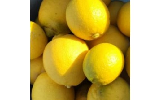 《2kg:10個～15個》数量限定!皮ごと食べれる完熟シトラスレモン　大阪府岬町産【1650130】