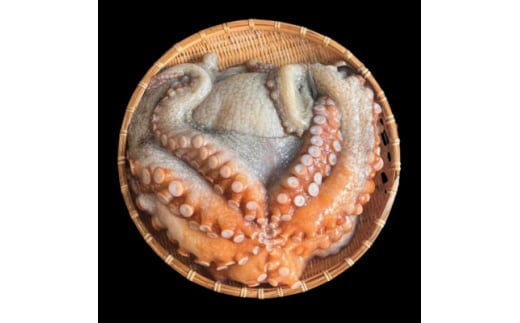 <活け締め>紀淡海峡の恵み・泉州みさき旬の魚/真ダコ1尾  _タコ 真ダコ 蛸 たこ 真蛸 活け締め 魚介類 海鮮 海産物 おかず おつまみ 酒の肴 刺身 たこ焼き たこ飯 国産 大阪府 送料無料【1496518】