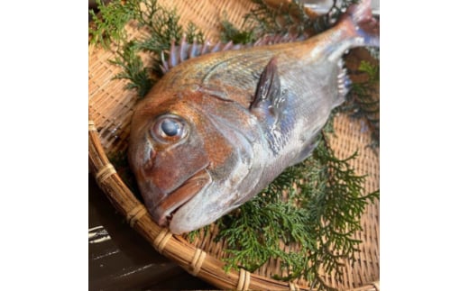 <活け締め>紀淡海峡の恵み・泉州みさき旬の魚/天然真鯛1尾【1495645】
