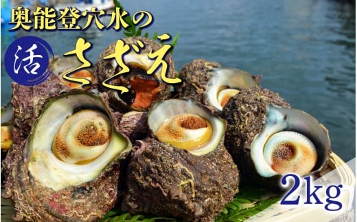 朝獲れ直送!活さざえ 約2kg 〜穴水湾でとれた新鮮活サザエ〜