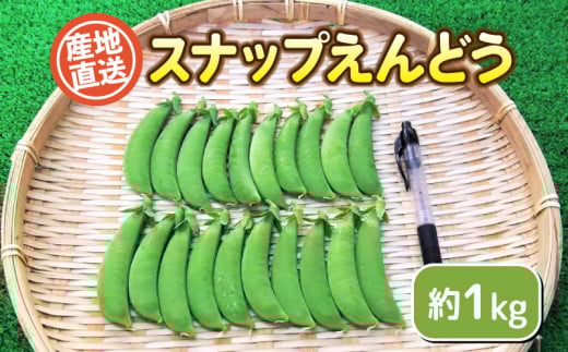 スナップ 豌豆 1kg セット 期間限定 無農薬 野菜 豆 えんどう  産地直送 下関 山口