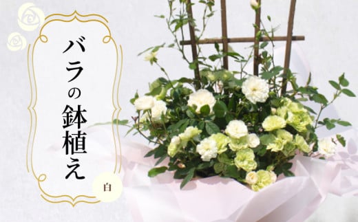 バラ 鉢植え 白 ( ギフト プレゼント 贈答 花 フラワー プロポーズ 記念日 お祝い 自然 贈り物 ローズ 植物 バラ鉢苗 バラ苗 ガーデニング 産地直送 お取り寄せ 癒やし 香り リラックス ) 下関 山口