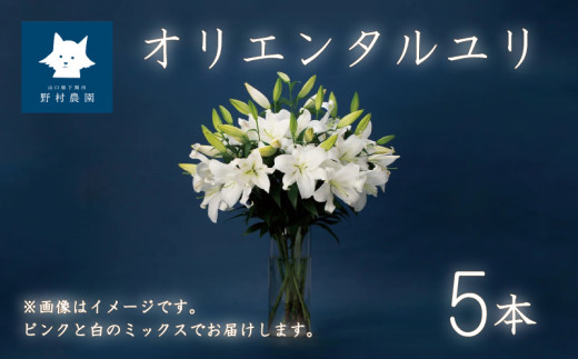 オリエンタルユリ 花束 5本 (蕾数 約20個) 花 切り花 ゆり ユリ プレゼント ギフト 贈り物 お祝い 母の日 父の日 供花 献花 下関 山口