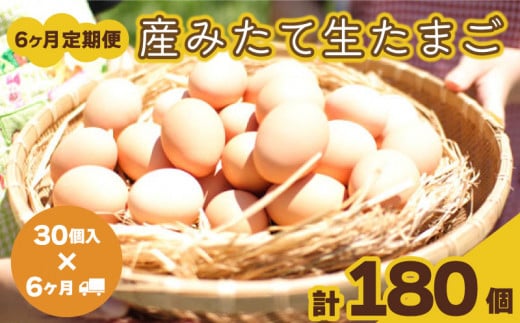 たまご 卵 定期便 6ヶ月 分 30個 × 6ヶ月 計 180個  ( 26個 + 割れ保障 4個 ) ×6ヶ月分 玉子 産みたて たまご 鶏卵 卵料理 生卵 玉子焼き 国産 玉子 新鮮 卵かけご飯 大容量 生 卵 鶏 天然 すき焼き 目玉 焼き おかず お弁当 下関 豊北  山口