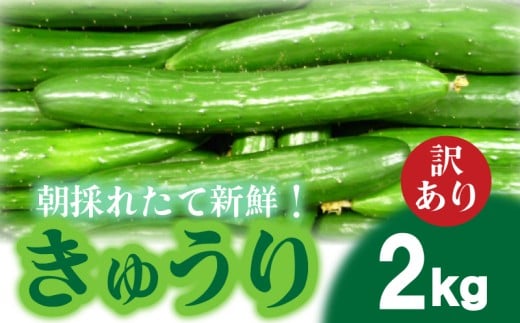 【2026年度発送 先行予約 】 きゅうり 訳あり 2kg 朝採れ 野菜 赤土 キュウリ 胡瓜 新鮮 カリカリ 山口産 もぎたて 料理 お弁当 夕飯 サラダ 大容量 遠足 ピクニック 下関市 山口 【2026年9月より出荷】