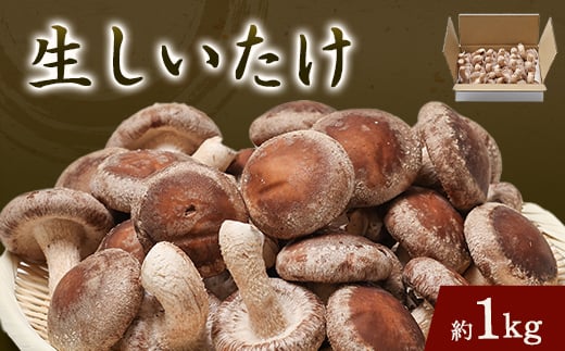 生椎茸約1キログラム箱入り【1288310】