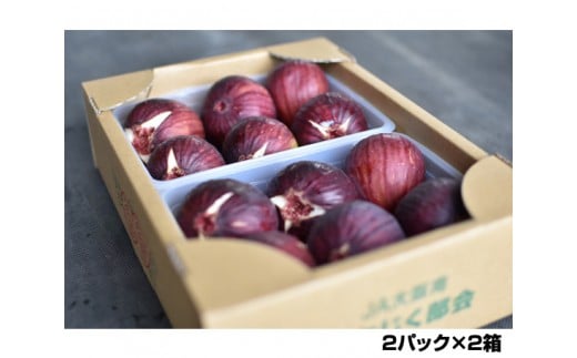 No.141 朝採りいちじく 約2kg / 無花果 イチジク 果実 朝採れ 大阪府 特産品