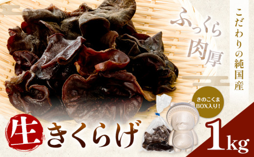 生きくらげ 1kg 鷹乃産業有限会社 《30日以内に出荷予定(土日祝除く)》熊本県 球磨郡 山江村 きくらげ きのこ 野菜