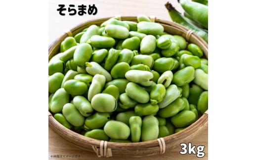 文ちゃん農園の天豆（そらまめ）約3kg ／ そら豆 そらまめ ソラマメ 空豆 天豆 豆 産地直送 野菜 3kg 千葉県 送料無料