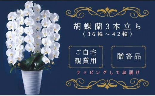 T05501「喜びの、おひざもと。」胡蝶蘭 3本立ち(36輪~42輪)(配達エリア:千葉県全域・東京都23区・神奈川県(横浜市・川崎市)限定)