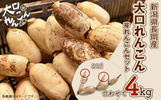 75T-04【大口れんこん】新潟県長岡産レンコン4kg（3.6kg+芽れんこん0.4kg）
