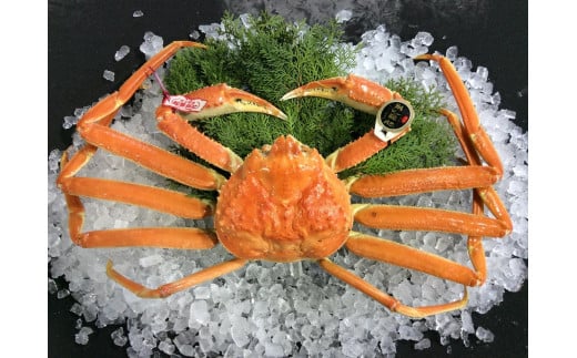 【先行予約】【魚倉】五輝星ボイル松葉ガニ(特々大1.2kg)数量限定品｜国産 タグ付き ズワイガニ 松葉ガニ カニ 蟹 かに ボイル カニ鍋 かに鍋 鍋 かにしゃぶ かにみそ 期間限定 送料無料 鳥取県 三朝町