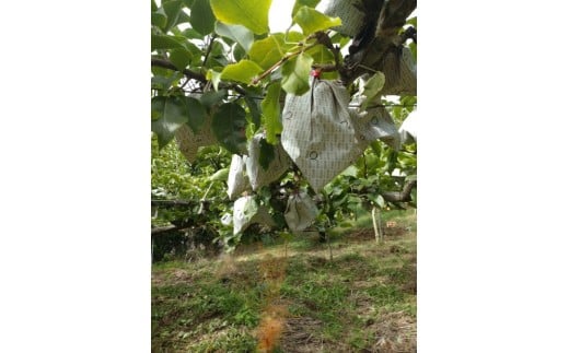 訳あり 鳥取県産 新興 梨 5kg (8玉~16玉)