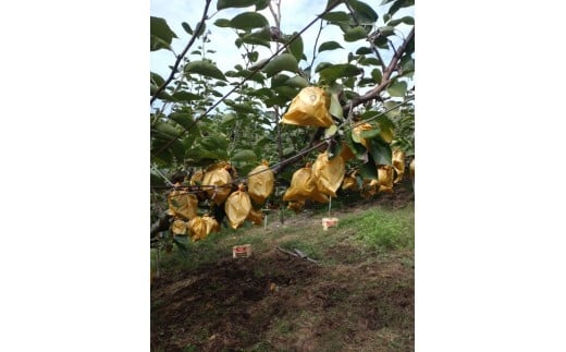 訳あり 鳥取県産 王秋 梨 5kg (8玉~16玉)